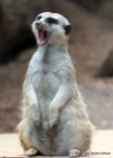 Obliging meerkat "It has been a long day. . ."