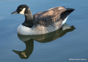 Canada Goose on still water