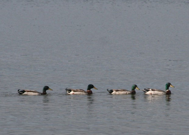 Got all your ducks in a row?